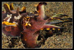 Flamboyant Cuttlefish
D300, 60mm AF-S Macro by Kay Burn Lim 